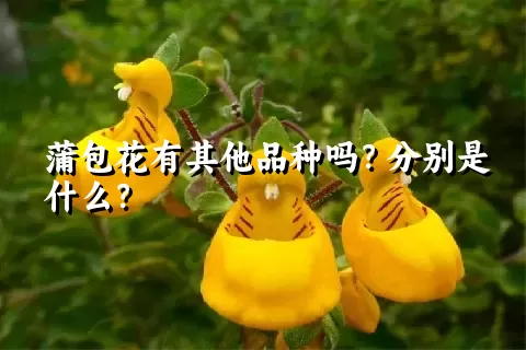 蒲包花有其他品种吗？分别是什么？