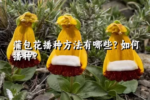 蒲包花播种方法有哪些？如何播种？