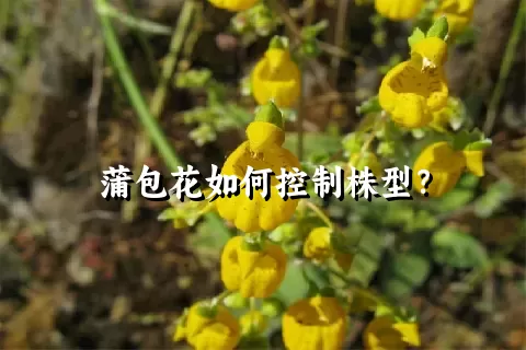 蒲包花如何控制株型？