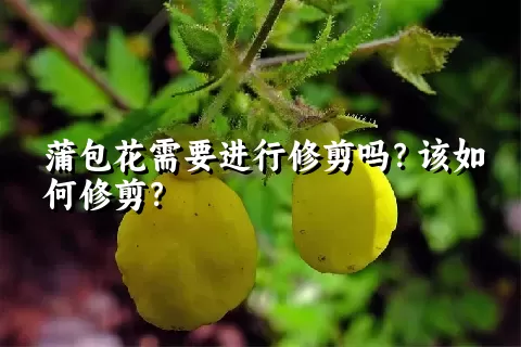 蒲包花需要进行修剪吗？该如何修剪？