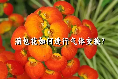 蒲包花如何进行气体交换？