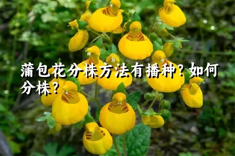 蒲包花分株方法有播种？如何分株？