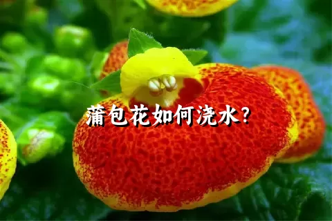 蒲包花如何浇水？