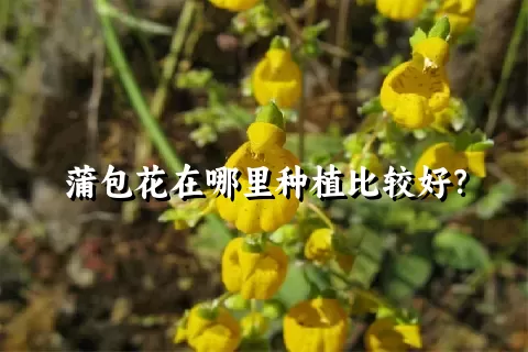 蒲包花在哪里种植比较好？