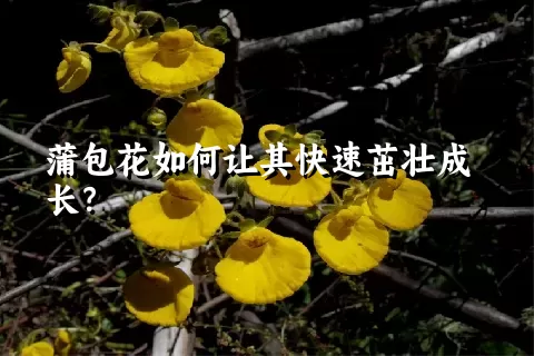 蒲包花如何让其快速茁壮成长？