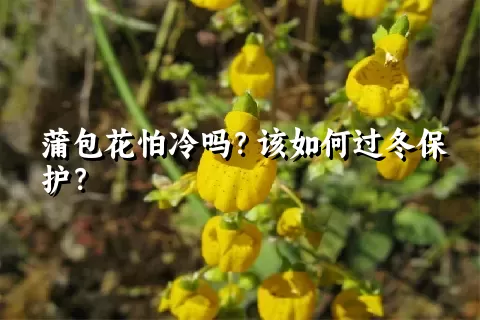 蒲包花怕冷吗？该如何过冬保护？