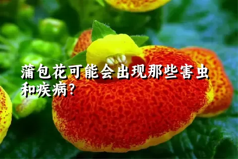 蒲包花可能会出现那些害虫和疾病？