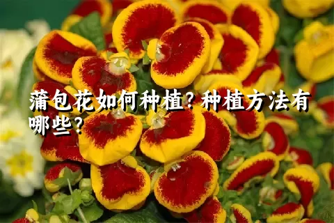 蒲包花如何种植？种植方法有哪些？