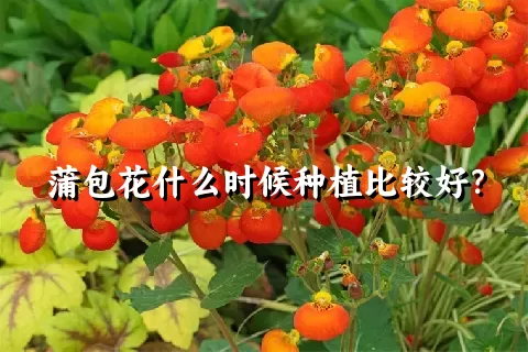 蒲包花什么时候种植比较好？