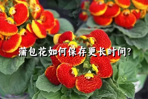 蒲包花如何保存更长时间？