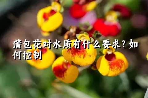 蒲包花对水质有什么要求？如何控制