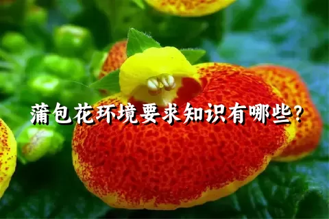 蒲包花环境要求知识有哪些？