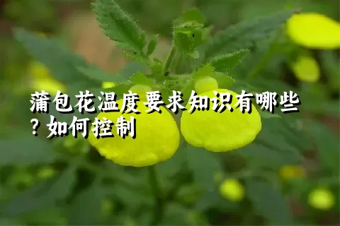 蒲包花温度要求知识有哪些？如何控制