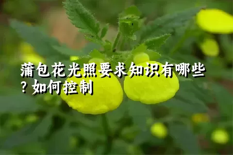 蒲包花光照要求知识有哪些？如何控制