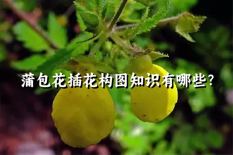 蒲包花插花构图知识有哪些？