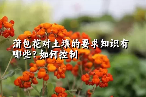 蒲包花对土壤的要求知识有哪些？如何控制