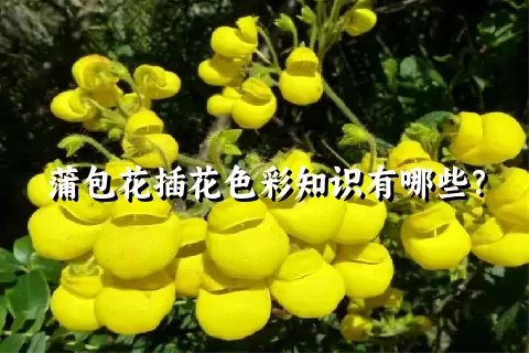 蒲包花插花色彩知识有哪些？