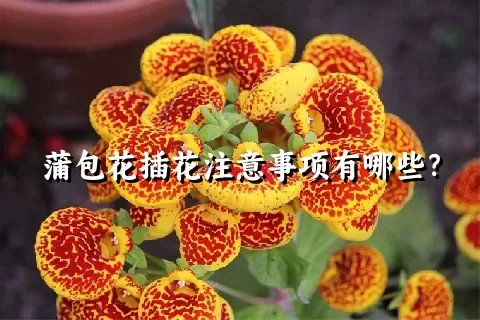 蒲包花插花注意事项有哪些？