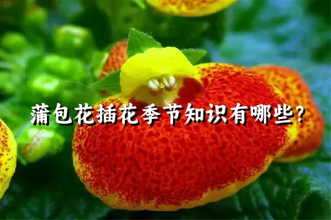 蒲包花插花季节知识有哪些？