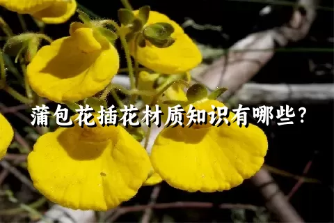 蒲包花插花材质知识有哪些？