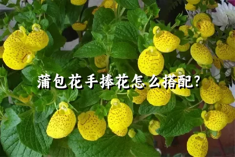 蒲包花手捧花怎么搭配？