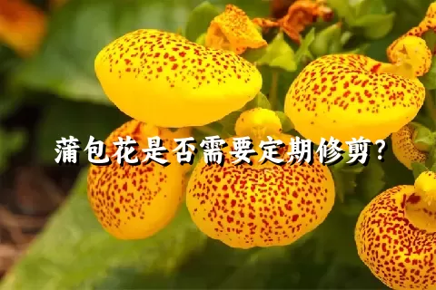 蒲包花是否需要定期修剪？