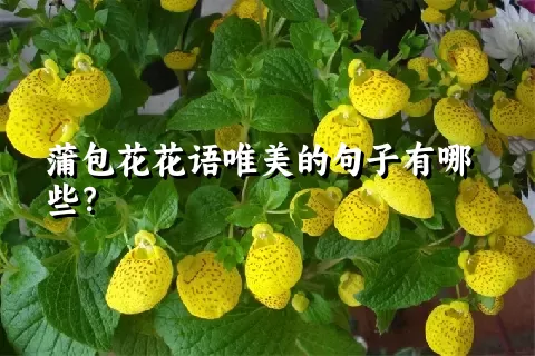 蒲包花花语唯美的句子有哪些？