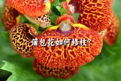 蒲包花如何修枝？