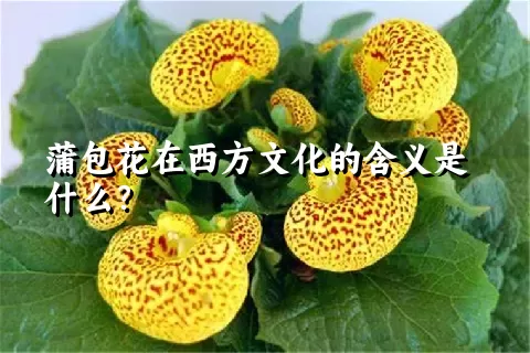 蒲包花在西方文化的含义是什么？