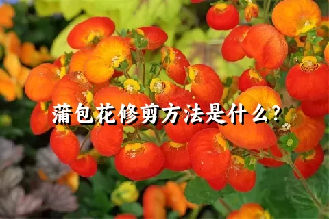 蒲包花修剪方法是什么？