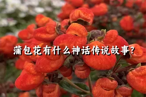 蒲包花有什么神话传说故事？