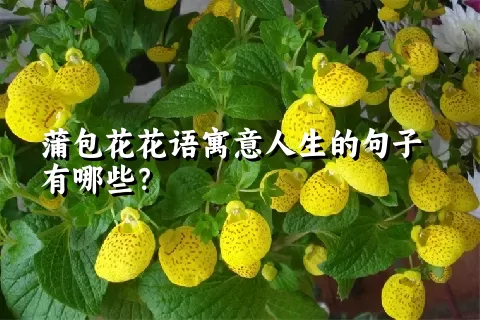 蒲包花花语寓意人生的句子有哪些？