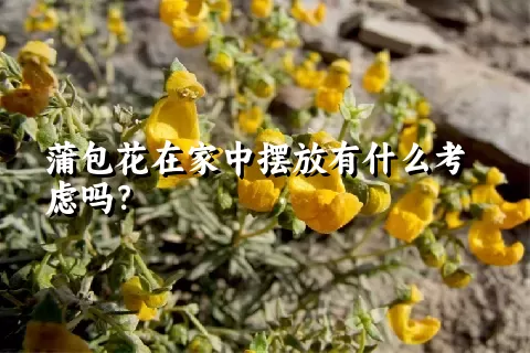 蒲包花在家中摆放有什么考虑吗？