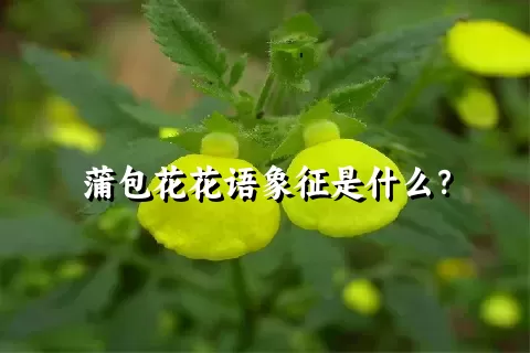 蒲包花花语象征是什么？