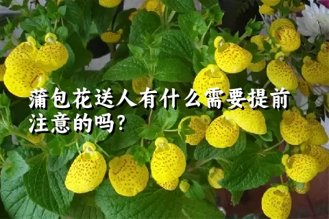 蒲包花送人有什么需要提前注意的吗？