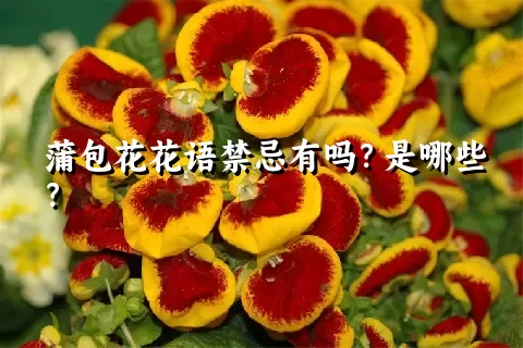 蒲包花花语禁忌有吗？是哪些？