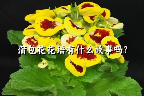 蒲包花花语有什么故事吗？