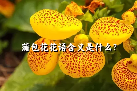 蒲包花花语含义是什么？