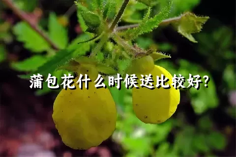 蒲包花什么时候送比较好？