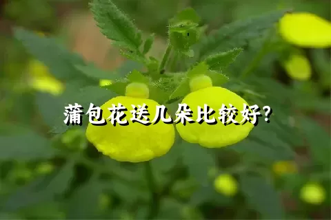 蒲包花送几朵比较好？