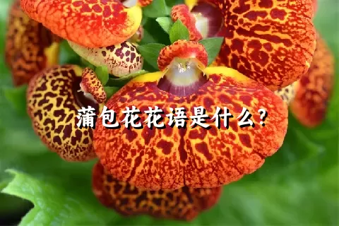 蒲包花花语是什么？