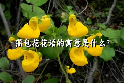 蒲包花花语的寓意是什么？