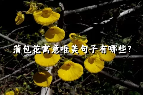 蒲包花寓意唯美句子有哪些？