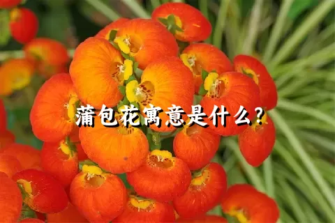 蒲包花寓意是什么？