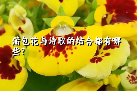 蒲包花与诗歌的结合都有哪些？