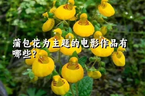 蒲包花为主题的电影作品有哪些？