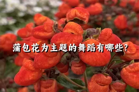 蒲包花为主题的舞蹈有哪些？