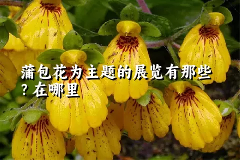 蒲包花为主题的展览有那些？在哪里