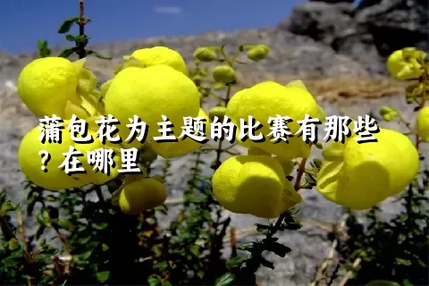 蒲包花为主题的比赛有那些？在哪里