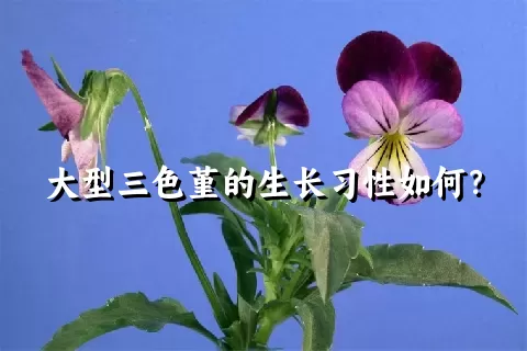 大型三色堇的生长习性如何？